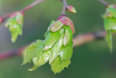 Tilia platyphyllos 'Laciniata' - lípa velkolistá 'Laciniata'- jarní pučení